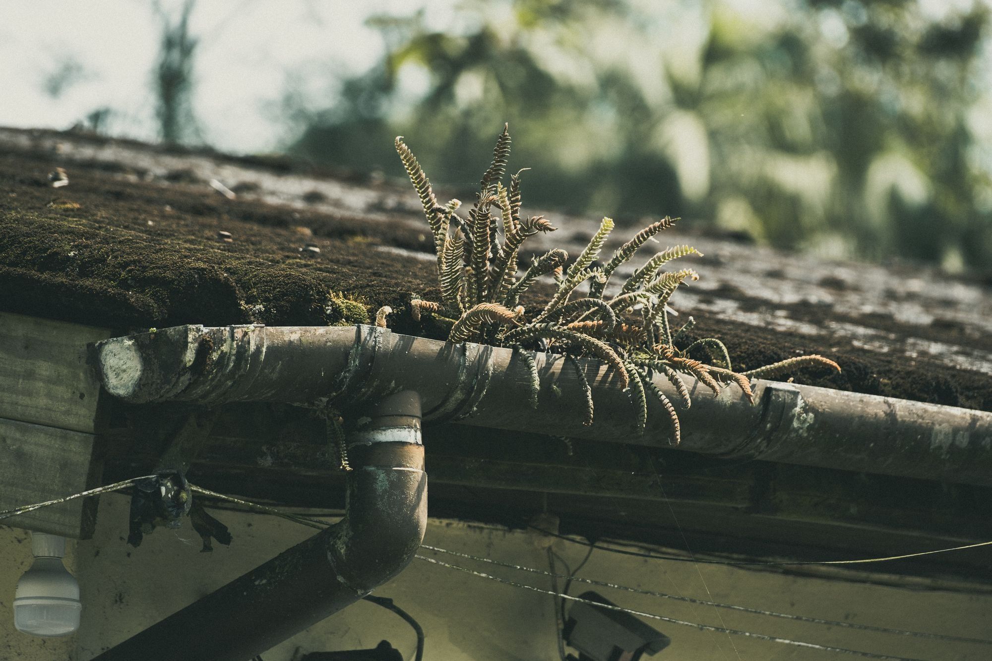 An old gutter and downpipe below a moss-covered roof edge, with ferns growing out of the gutter