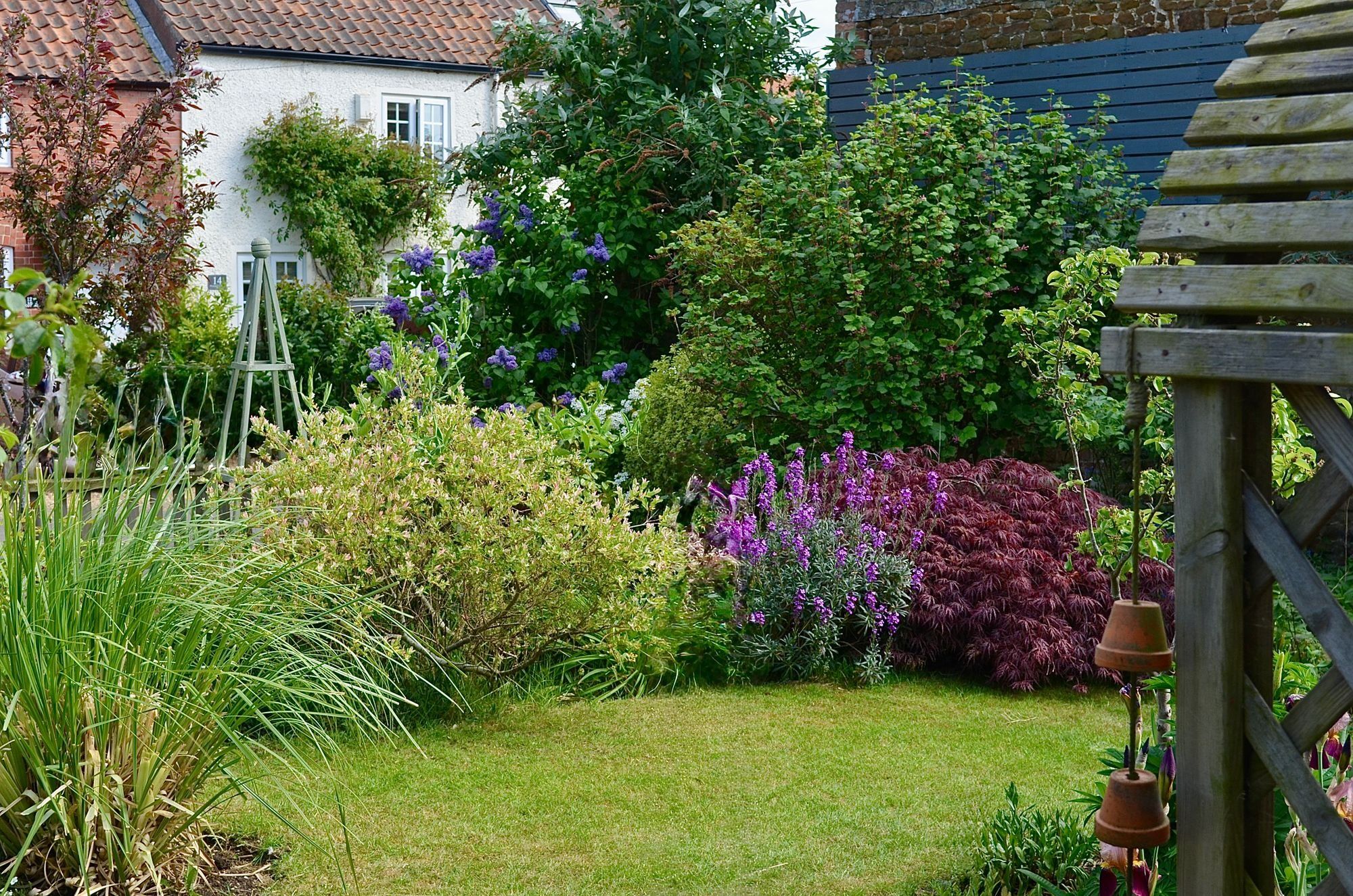 A neat lawn surrounded by mixed borders of shrubs, purple flowers and a red-leaved acer, with a white cottage behind