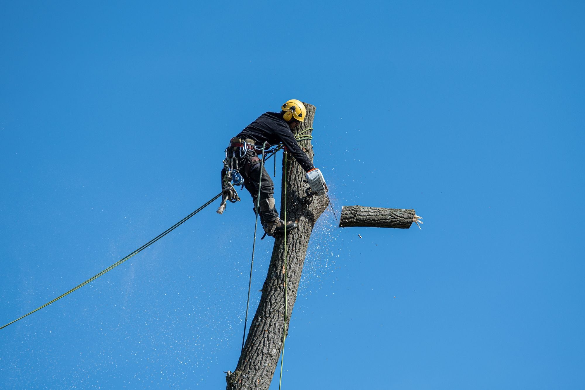 A climber in a yellow helmet and harness cutting a section from a tall tree trunk against a clear blue sky